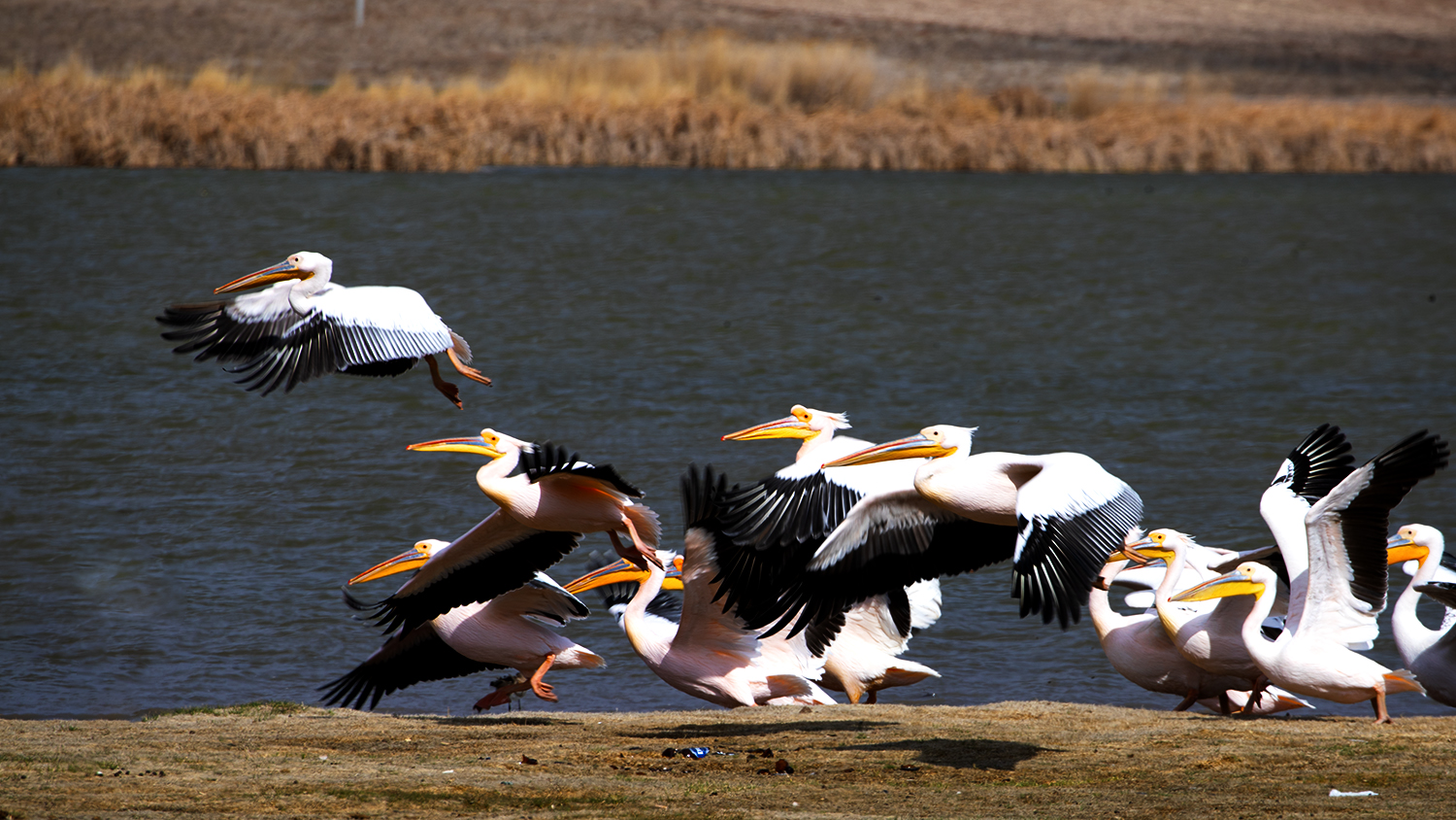 Great White Pelican